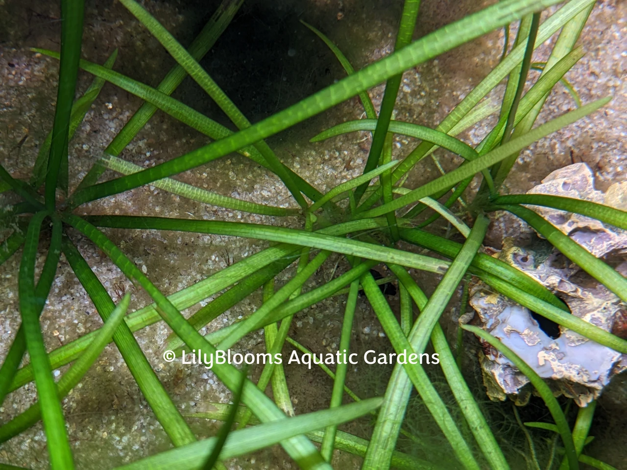 Dwarf Sag (Sagittaria subulata) submerged oxygenating aquatic plant