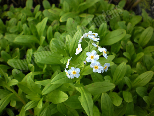 Aquatic Forget Me Not Myosotis Scorpioides Flowering Bog Plant