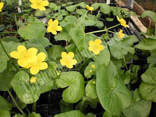 Marsh Marigold (Caltha palustris) Flowering Bog Plant