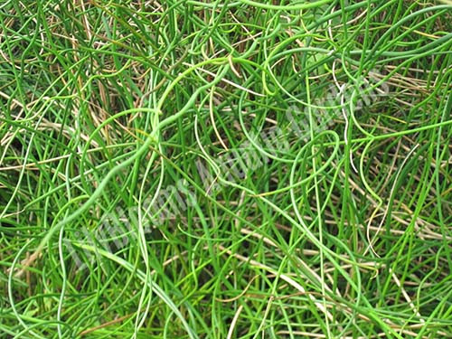 Corkscrew Rush (Juncus effusus 'Spiralis') shallow water plant for ponds