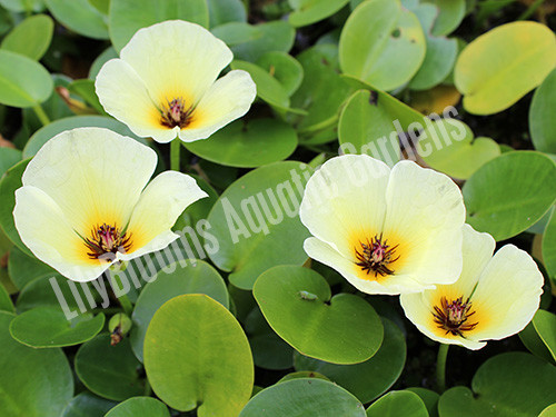 Water Poppy (Hydrocleys Nymphoides)