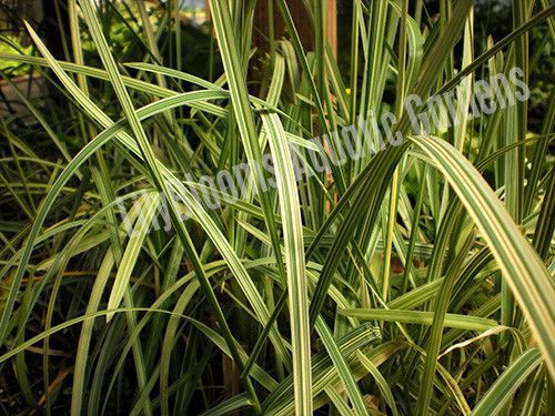 eukalyptus pflanze knstlich Eukalyptus Willow knstlich - 1 Zweig