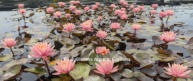 『桃花流水』 Nymphaea 'Prakisad' Hardy Salmon Water Lily