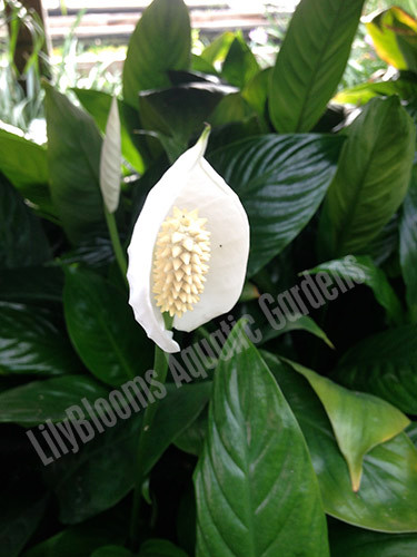 Peace Lily Spathiphyllum Tropical Flowering Bog Plant Learn more about the white sails & buy online from patch. peace lily spathiphyllum