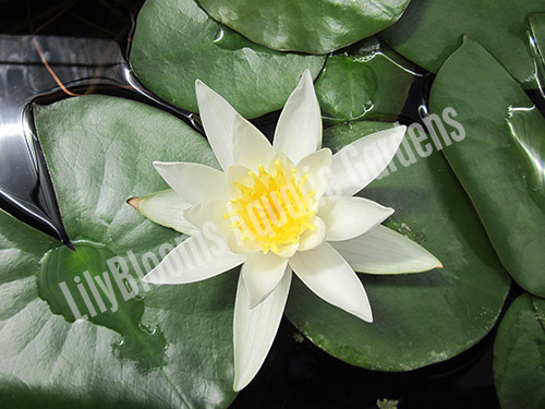 LilyBlooms Nymphaea 'Hermine' Hardy Water Lily - Thumbnail 5