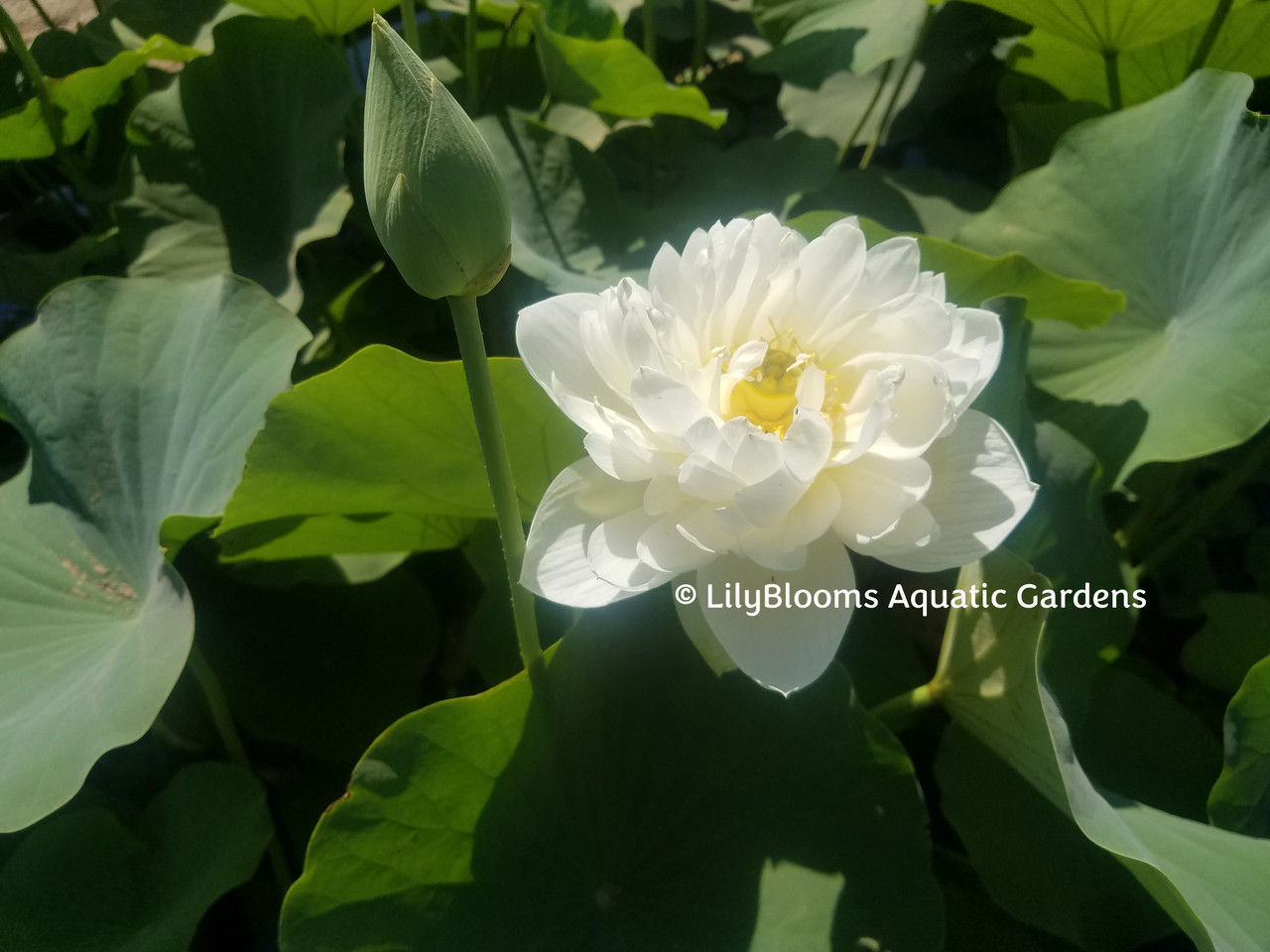 LilyBlooms Nelumbo High Cotton Hardy Water Lotus