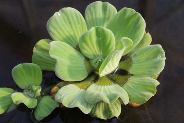 Rosette Water Lettuce