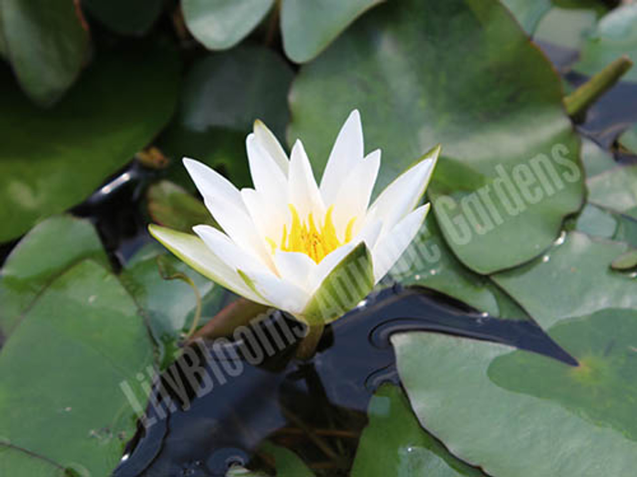 Nymphaea Snow Princess Dwarf White Hardy Water Lily Nymphaea Snow Princess Dwarf White Hardy Water Lily