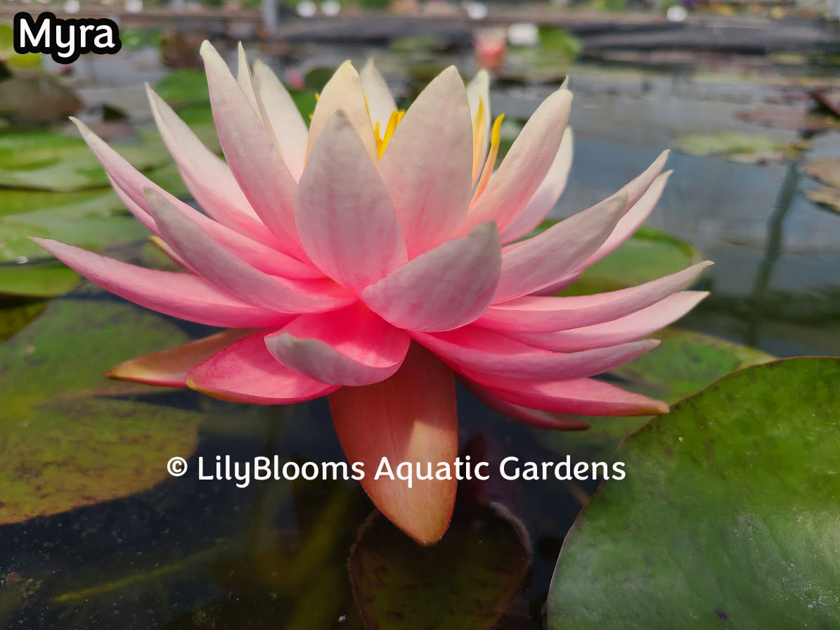 Nymphaea 'Myra' Pink Hardy Water Lily