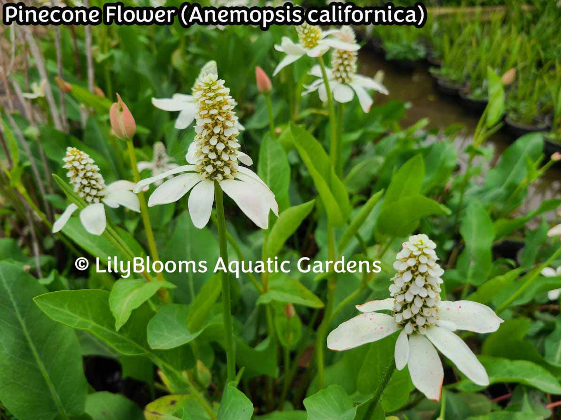 Pine Cone Flower aka Yerba Mansa (Anemopsis californica)