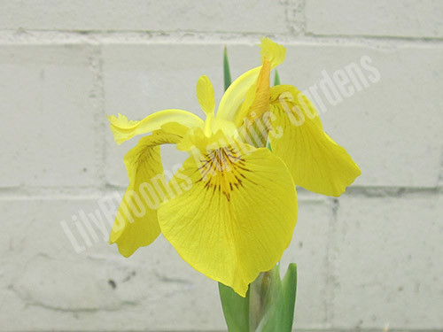 Pond Plants - Moisture Loving (Bog) Plants - Hardy Bog Plants - Water ...