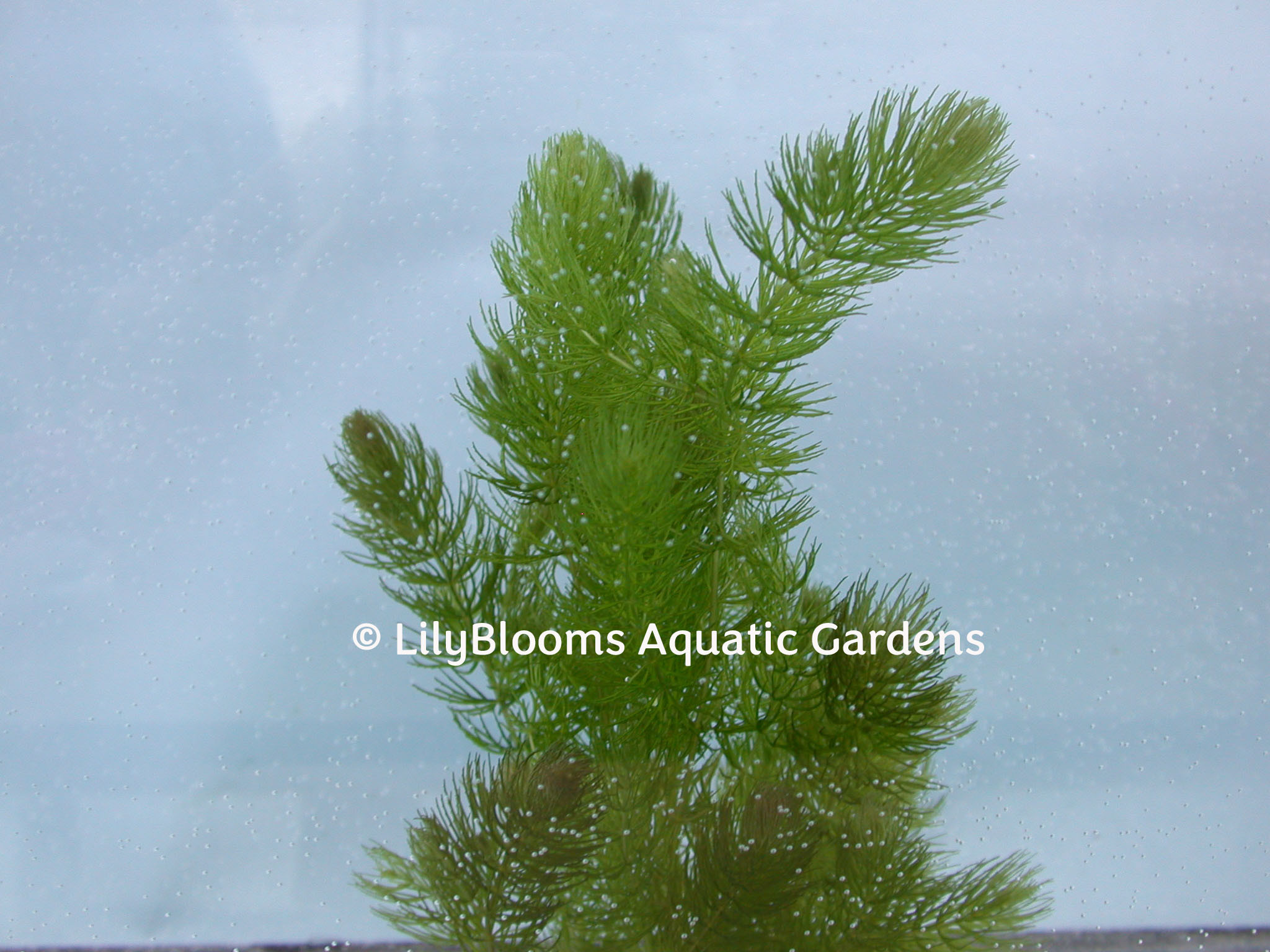 Floating Pond Plants Pond Plants For Sale Lily Blooms