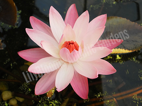 Water Lilies Hardy and Tropical Water Lilies