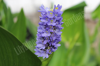 Pond Plants - Moisture Loving (Bog) Plants - Hardy Bog Plants - Page 1