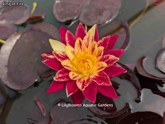 Ring of Fire, Witch Dorothy, and Other Water Lilies of the Wanvisa Group -- A Review and Comparison ©