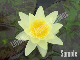 How to Choose the Perfect Water Lily for Your Pond