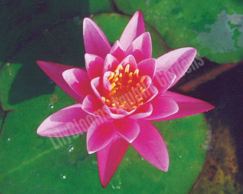 Yuh Ling- Pink Hardy Water Lily
