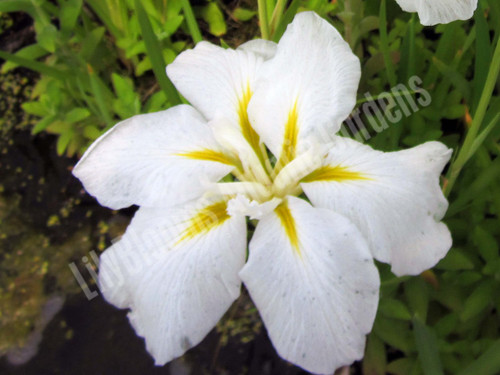 Iris ensata 'Anytus ' white aquatic iris for ponds and gardens
