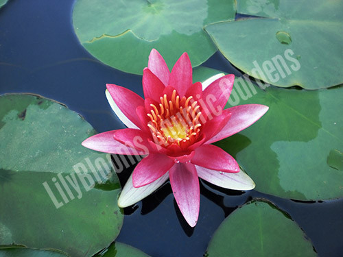 Aflame (Escarboucle)- Red Hardy Water Lily