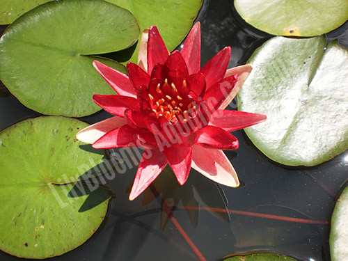 Nymphaea 'Steven Strawn' Red Hardy Water  Lily