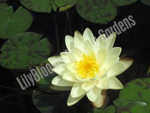 Nymphaea 'Denver' Small White Hardy Water Lily