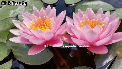 Pink Beauty (aka Fabiola) Pink Hardy Waterlily