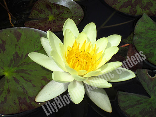 Nymphaea 'Chromatella'  Yellow Hardy Water Lily