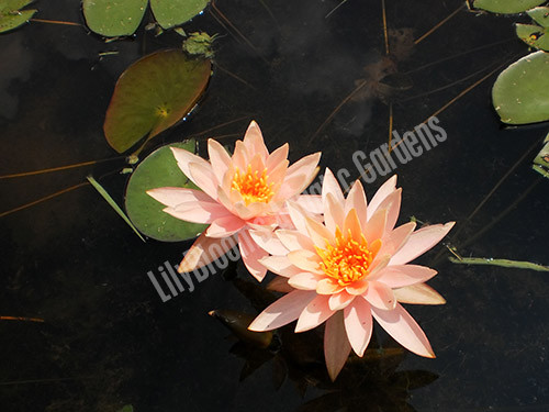 Nymphaea 'Colorado' Salmon Pink Hardy Water Lily
