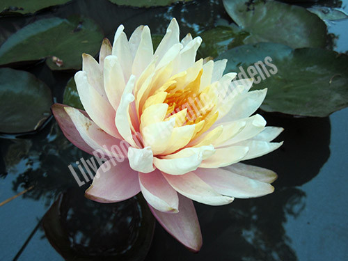 Nymphaea 'Pink Grapefruit' Pink Hardy Water Lily