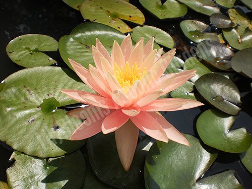 Nymphaea 'Pink Grapefruit' Pink Hardy Water Lily