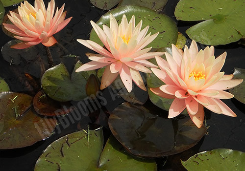 Nymphaea 'Sunny Pink' Pink & Yellow Hardy Water Lily
