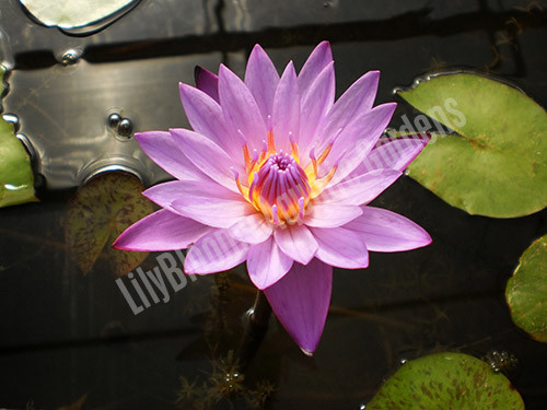 Nymphaea 'Panama Pacific' Purple Tropical Water Lily