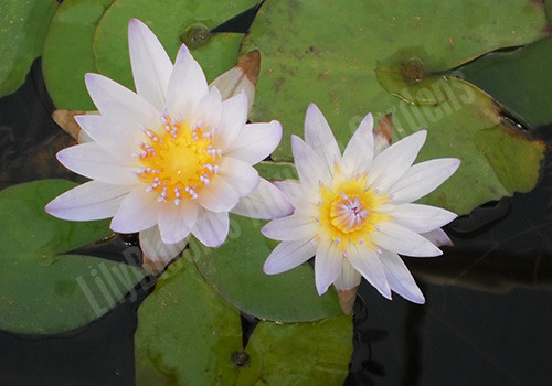 Nymphaea 'Dauben' Blue Tropical Waterlily
