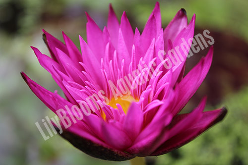 Miami Rose- Pink Tropical Water Lily
