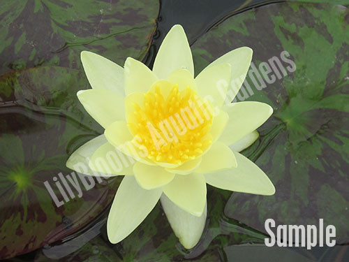 Unsorted Yellow Hardy Waterlily