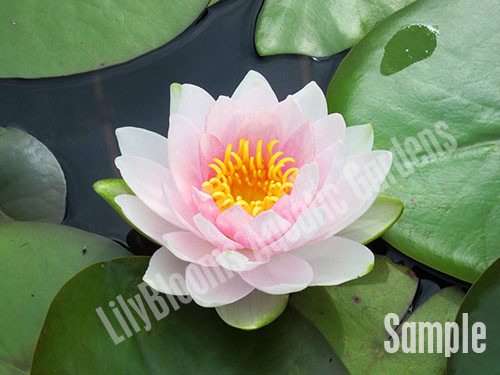 Grower's Choice Pink Hardy Water Lily (Nymphaea)