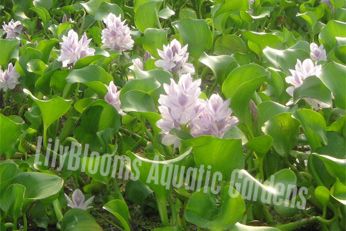 Water Hyacinth- Floating plant