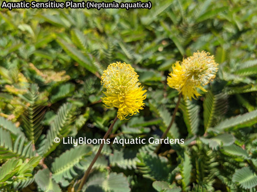 Aquatic Sensitive Plant (Neptunia aquatica) floating pond plant