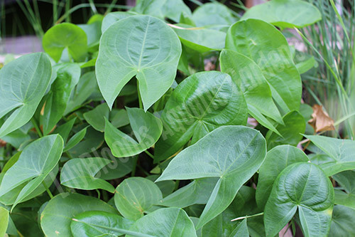 Sagittaria graminea 'Crushed Ice' — Florida Aquatic Nurseries