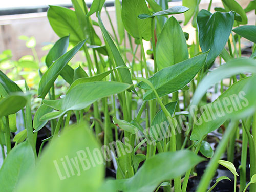 Arrow Arum  (Peltandra virginica) shallow water plant for ponds
