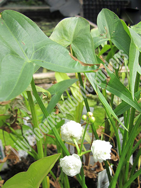 Double-Flowering Arrowhead- Hardy Bog Plant