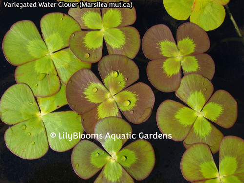 Variegated Four Leaf Water Clover (Marsilea mutica) Lily-Like Aquatic