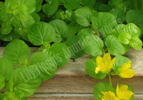 Golden Creeping Jenny - Hardy Bog Plant