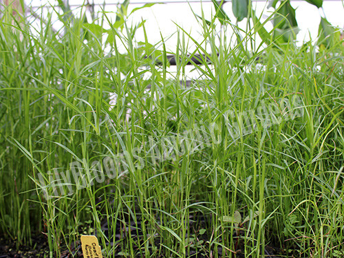 Dwarf Bamboo- Hardy Bog Plant