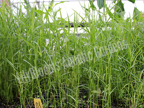 Dwarf Bamboo (Dulichium arundinaceum) shallow water plant for ponds