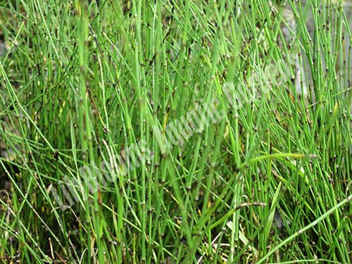 Dwarf Horsetail Rush- Hardy Bog Plant