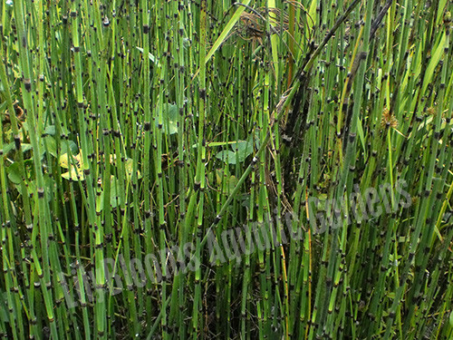 Horsetail Rush (Equisetum hyemale) shallow water plant for ponds