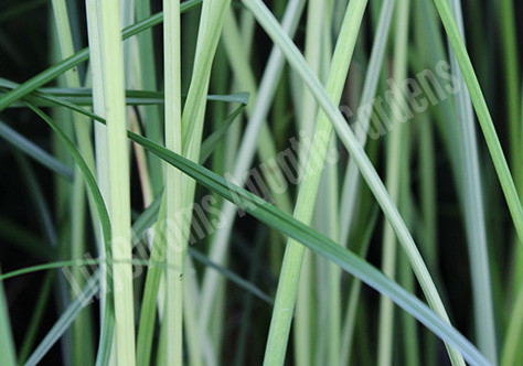 Pond Plants - Bog Plants - Hardy Bog Plants - Hardy Rushes - Lilyblooms ...