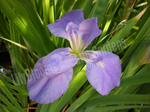 'Clyde Redmond' Blue Louisiana Iris shallow water pond plant