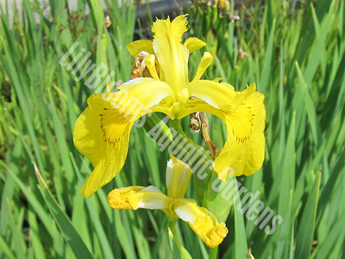 Dixie Deb- Yellow Louisiana Iris